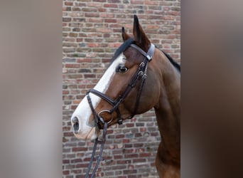 German Riding Horse, Gelding, 5 years, 16.1 hh, Brown