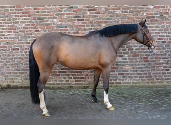 German Riding Horse, Gelding, 5 years, 16.1 hh, Brown