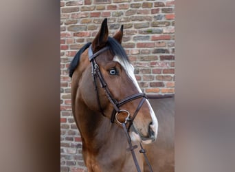 German Riding Horse, Gelding, 5 years, 16.1 hh, Brown