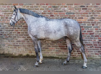 German Riding Horse, Gelding, 5 years, 16.1 hh, Gray