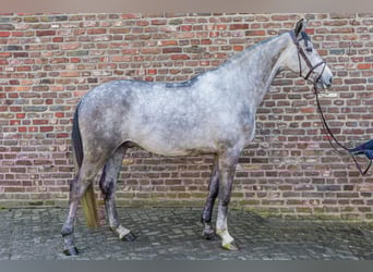 German Riding Horse, Gelding, 5 years, 16.1 hh, Gray