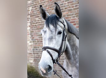 German Riding Horse, Gelding, 5 years, 16.1 hh, Gray
