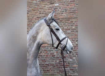 German Riding Horse, Gelding, 5 years, 16.1 hh, Gray