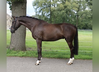 German Riding Horse, Gelding, 5 years, 16,2 hh, Black