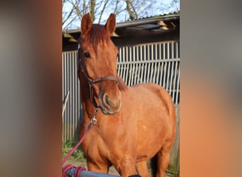 German Riding Horse, Gelding, 5 years, 16.2 hh, Chestnut-Red