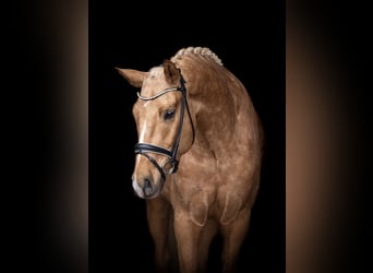 German Riding Horse, Gelding, 5 years, 16,2 hh, Palomino