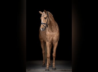 German Riding Horse, Gelding, 5 years, 16,2 hh, Palomino