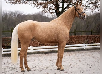 German Riding Horse, Gelding, 5 years, 16,2 hh, Palomino