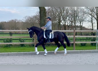 German Riding Horse, Gelding, 5 years, 16.2 hh, Smoky-Black