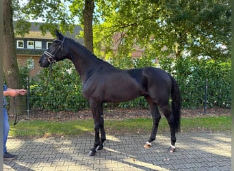 Deutsches Reitpferd, Wallach, 5 Jahre, 16,3 hh, Rappe