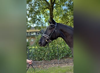 Deutsches Reitpferd, Wallach, 5 Jahre, 16,3 hh, Rappe