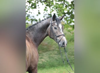 German Riding Horse, Gelding, 5 years, 16.3 hh, Can be white