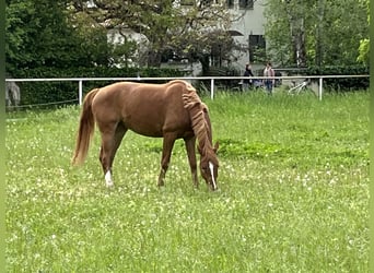 German Riding Horse, Gelding, 5 years, 16 hh, Chestnut-Red