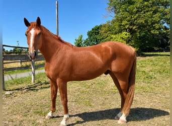 German Riding Horse, Gelding, 5 years, 16 hh, Chestnut-Red