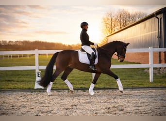 German Riding Horse, Gelding, 5 years, 16,1 hh, Brown