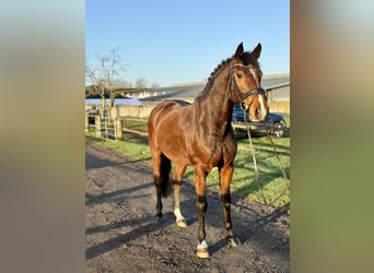 German Riding Horse, Gelding, 5 years, 16,1 hh, Brown