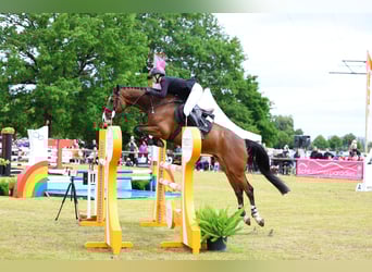 German Riding Horse, Gelding, 5 years, 16,1 hh, Brown