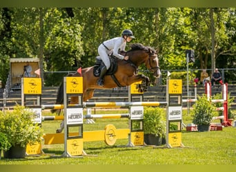 German Riding Horse, Gelding, 5 years, 16,1 hh, Brown