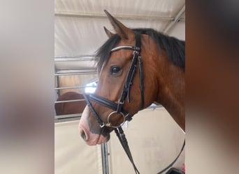 German Riding Horse, Gelding, 5 years, 16,1 hh, Brown