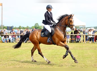 German Riding Horse, Gelding, 5 years, 16,1 hh, Brown