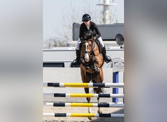 German Riding Horse, Gelding, 5 years, 16,1 hh, Brown