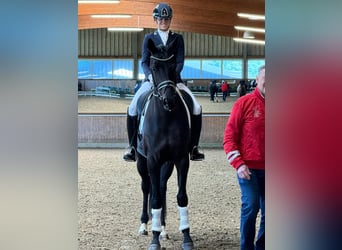 German Riding Horse, Gelding, 5 years, 16,2 hh, Smoky-Black