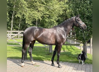 German Riding Horse, Gelding, 5 years, 16,2 hh, Smoky-Black