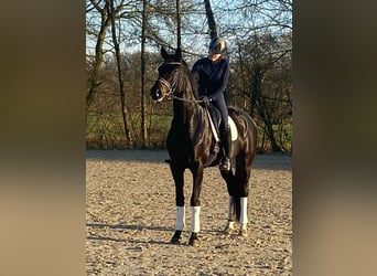 German Riding Horse, Gelding, 5 years, 16,2 hh, Smoky-Black