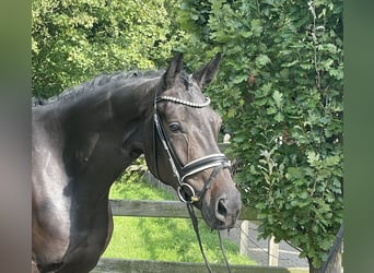 German Riding Horse, Gelding, 5 years, 16,2 hh, Smoky-Black