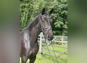 German Riding Horse, Gelding, 5 years, 16,2 hh, Smoky-Black