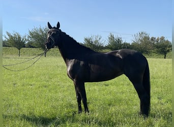German Riding Horse, Gelding, 5 years, 16,2 hh, Smoky-Black