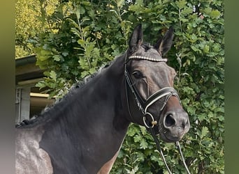 German Riding Horse, Gelding, 5 years, 16,2 hh, Smoky-Black