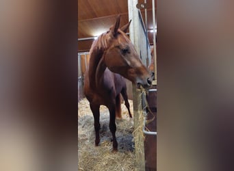 German Riding Horse, Gelding, 5 years, 16,3 hh, Chestnut