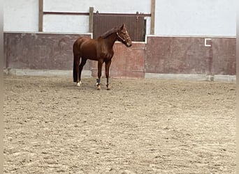 German Riding Horse, Gelding, 5 years, 16,3 hh, Chestnut-Red