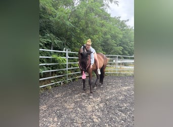 German Riding Horse Mix, Gelding, 5 years, 16,3 hh, Smoky-Black