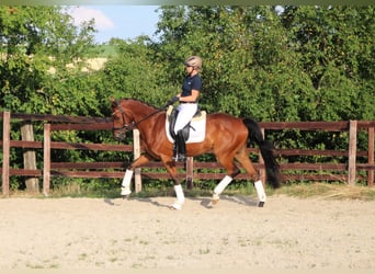 Deutsches Reitpferd, Wallach, 5 Jahre, 17 hh, Brauner