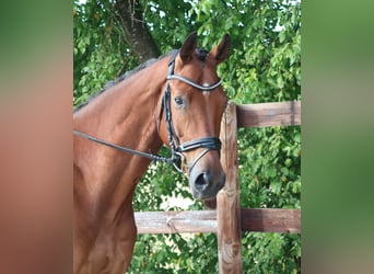 Deutsches Reitpferd, Wallach, 5 Jahre, 17 hh, Brauner