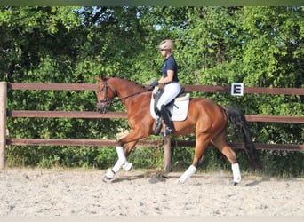 Deutsches Reitpferd, Wallach, 5 Jahre, 17 hh, Brauner