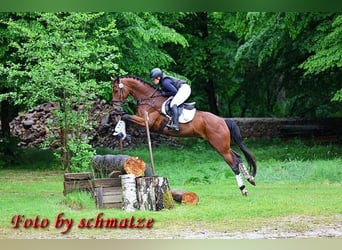 German Riding Horse, Gelding, 5 years, 17 hh, Brown