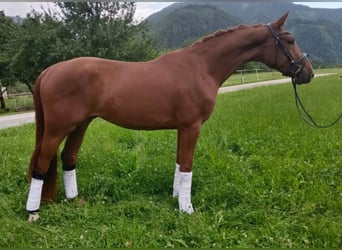 German Riding Horse, Gelding, 5 years, 17 hh, Chestnut