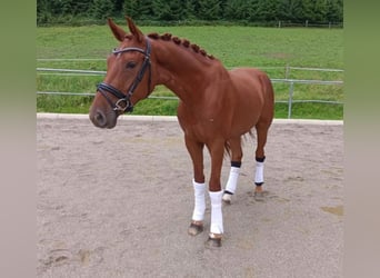 German Riding Horse, Gelding, 5 years, 17 hh, Chestnut