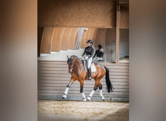 German Riding Horse, Gelding, 5 years, 17 hh