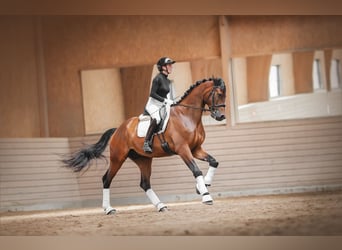 German Riding Horse, Gelding, 5 years, 17 hh