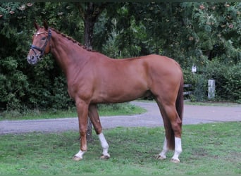 German Riding Horse, Gelding, 5 years, 17,1 hh, Chestnut-Red