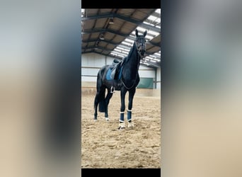 German Riding Horse, Gelding, 5 years, 17,1 hh, Smoky-Black