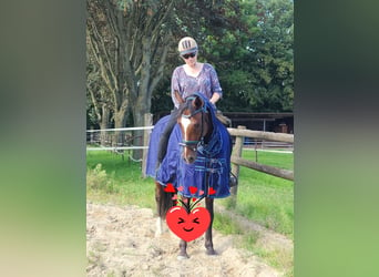 German Riding Horse, Gelding, 6 years, 15,1 hh, Brown