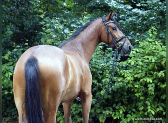 German Riding Horse, Gelding, 6 years, 15.2 hh, Brown