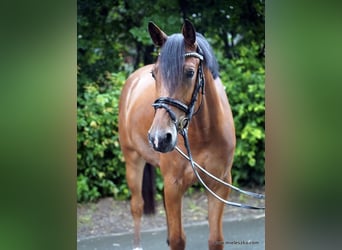 German Riding Horse, Gelding, 6 years, 15.2 hh, Brown
