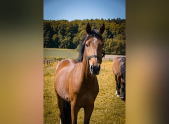German Riding Horse, Gelding, 6 years, 15,1 hh, Brown