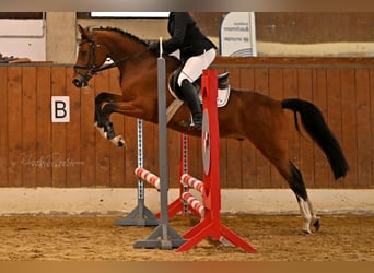 German Riding Horse, Gelding, 6 years, 15,1 hh, Brown